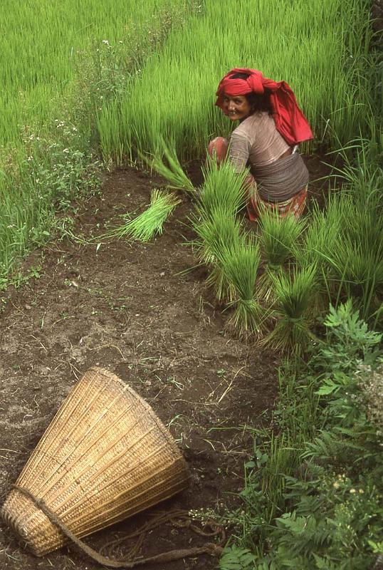 WT 148-11 Nepal Red Turban.jpg